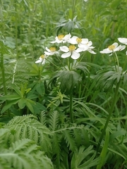 Anemonastrum sibiricum