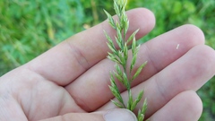 Sphenopholis intermedia