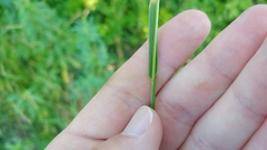 Sphenopholis intermedia