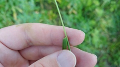 Sphenopholis intermedia