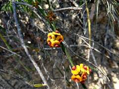 Daviesia leptophylla