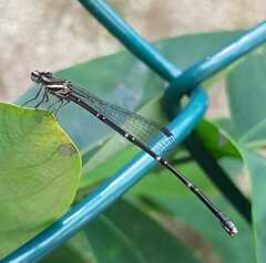 Prodasineura autumnalis