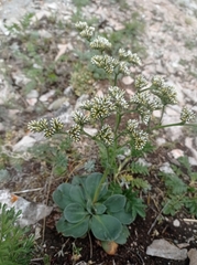 Goniolimon speciosum