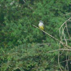 Tyrannus niveigularis