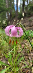 Lilium kelloggii