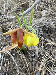 Calochortus pulchellus