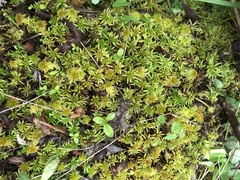 Sphagnum imbricatum