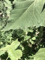 Stictocephala bisonia