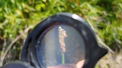Eleocharis elliptica