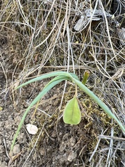 Calochortus pulchellus