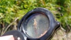 Eleocharis elliptica