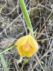 Calochortus pulchellus