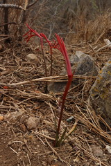 Sprekelia