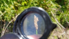 Eleocharis elliptica