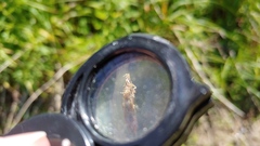 Eleocharis elliptica