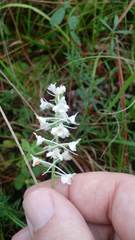 Platanthera nivea