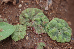 Riccia crystallina