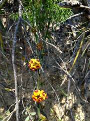 Daviesia leptophylla