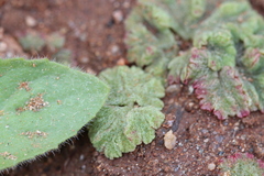 Riccia crystallina