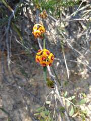 Daviesia leptophylla