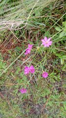 Sabatia gentianoides