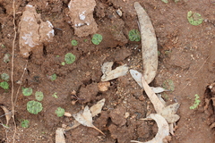 Riccia crystallina