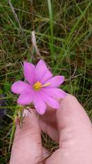 Sabatia gentianoides