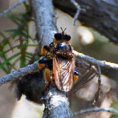 Pogonosoma maroccanum
