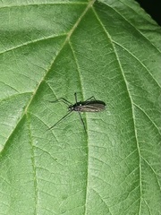 Gnophomyia