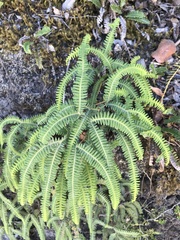 Sticherus squamulosus