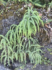 Sticherus squamulosus