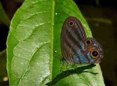 Chloreuptychia herseis