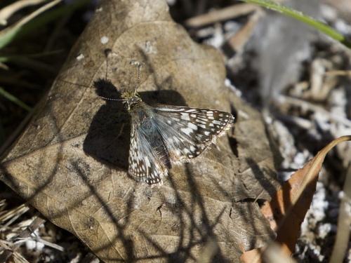 Desert Checkered-Skipper photo 3