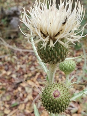 Cirsium canescens