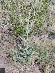 Cirsium canescens