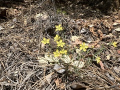 Hesperolinon breweri