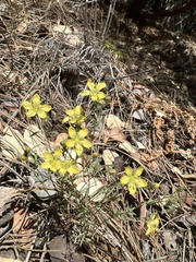 Hesperolinon breweri