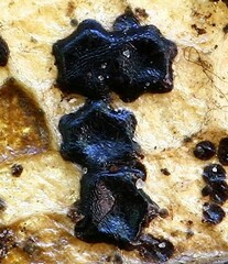 Coccomyces dentatus