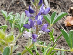 Lupinus pusillus