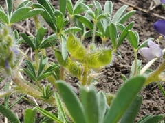 Lupinus pusillus