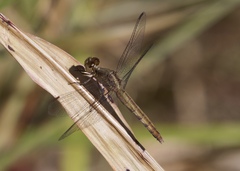 Erythrodiplax basifusca