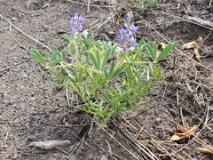 Lupinus pusillus