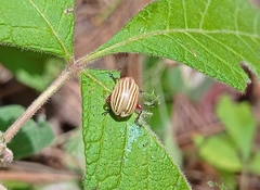 Blepharida notozonae