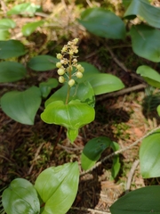 Maianthemum canadense