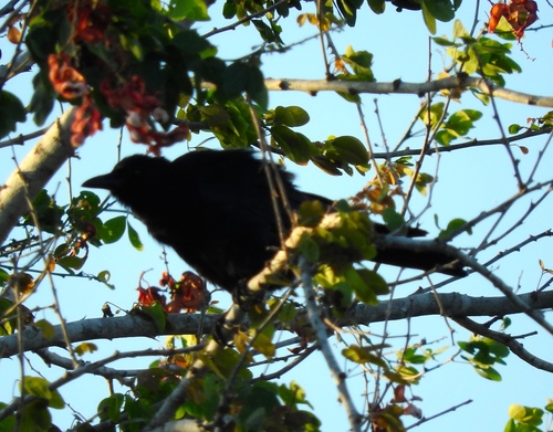 Sinaloa Crow