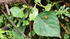 Celyphus difficilis