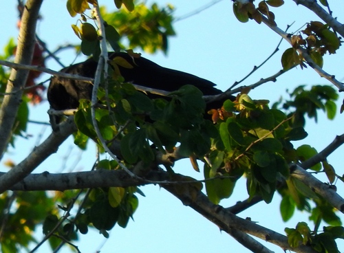 Sinaloa Crow