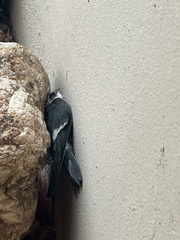 Aeronautes saxatalis