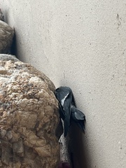 Aeronautes saxatalis