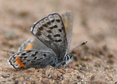 Euphilotes battoides